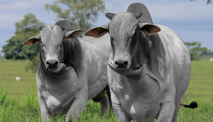 ASN Tocantins - Agência Sebrae de Notícias