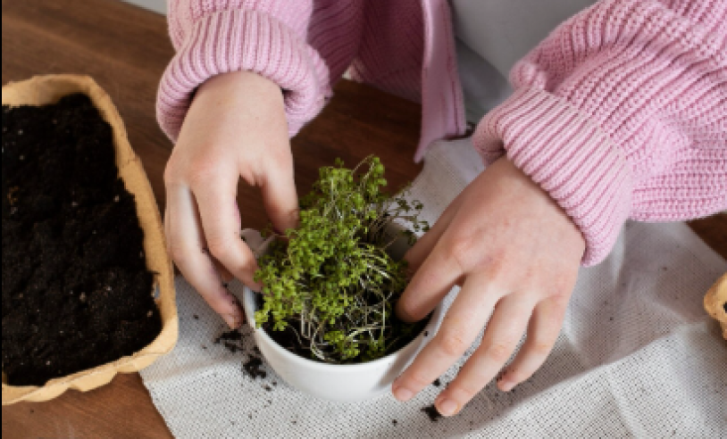ASN Tocantins - Agência Sebrae de Notícias