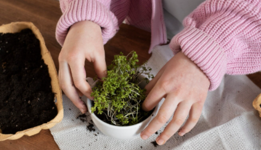 ASN Tocantins - Agência Sebrae de Notícias