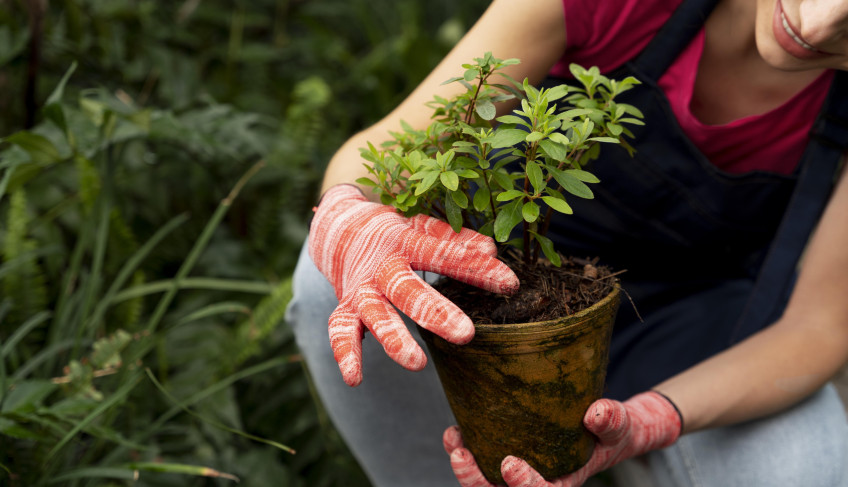 ASN Tocantins - Agência Sebrae de Notícias