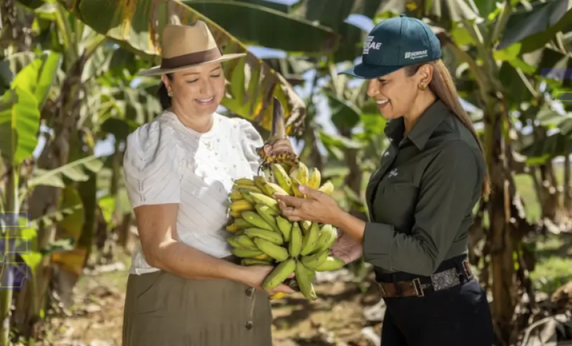ASN Tocantins - Agência Sebrae de Notícias
